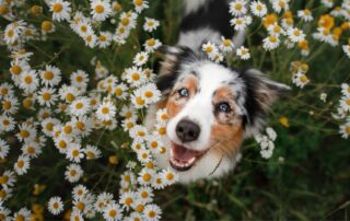 Flowers That Are Toxic and Non Toxic to Dogs in Colorado Springs