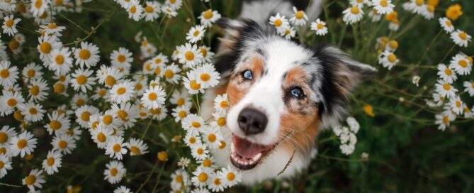 Flowers That Are Toxic and Non Toxic to Dogs in Colorado Springs