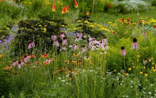 flowers that grow in colorado springs