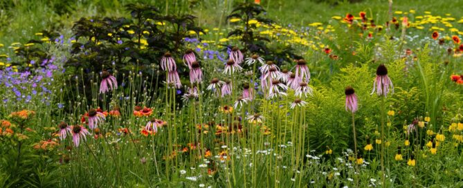 flowers that grow in colorado springs