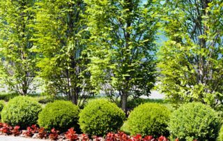 Best Trees and Shrubs for Commercial Properties in Colorado