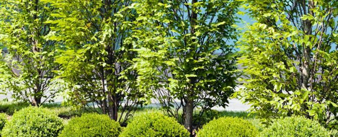 Best Trees and Shrubs for Commercial Properties in Colorado